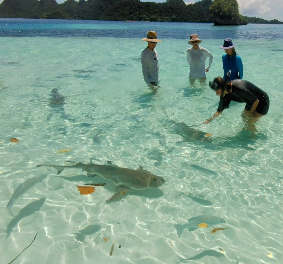 Wayag Sharks