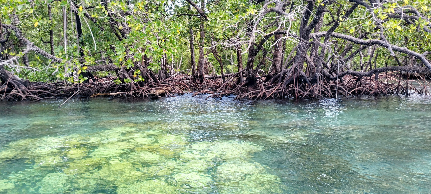 Wayag Mangroves