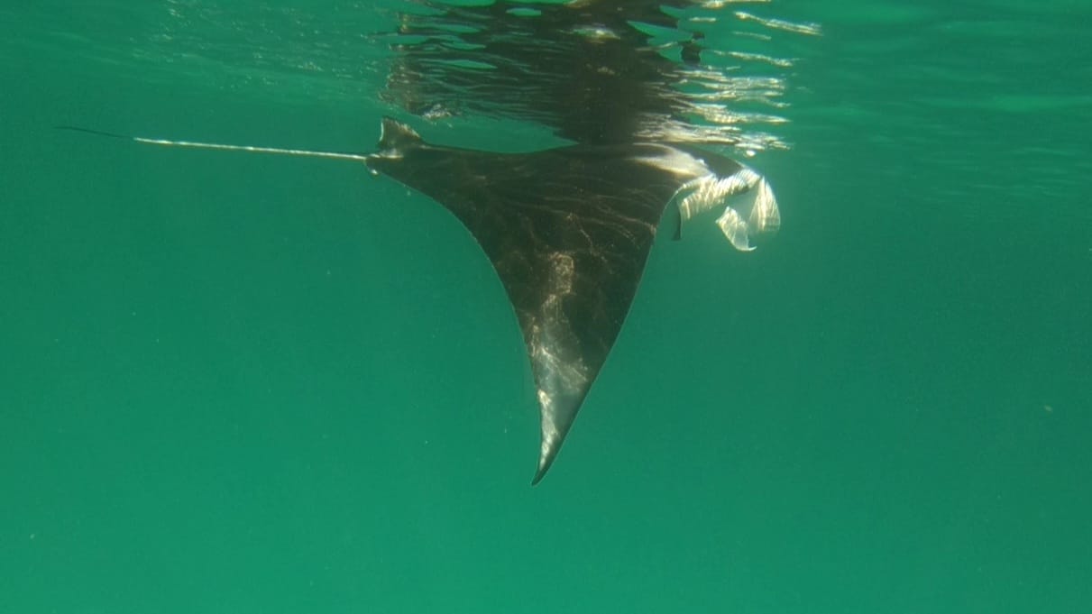 Wayag Manta Rays
