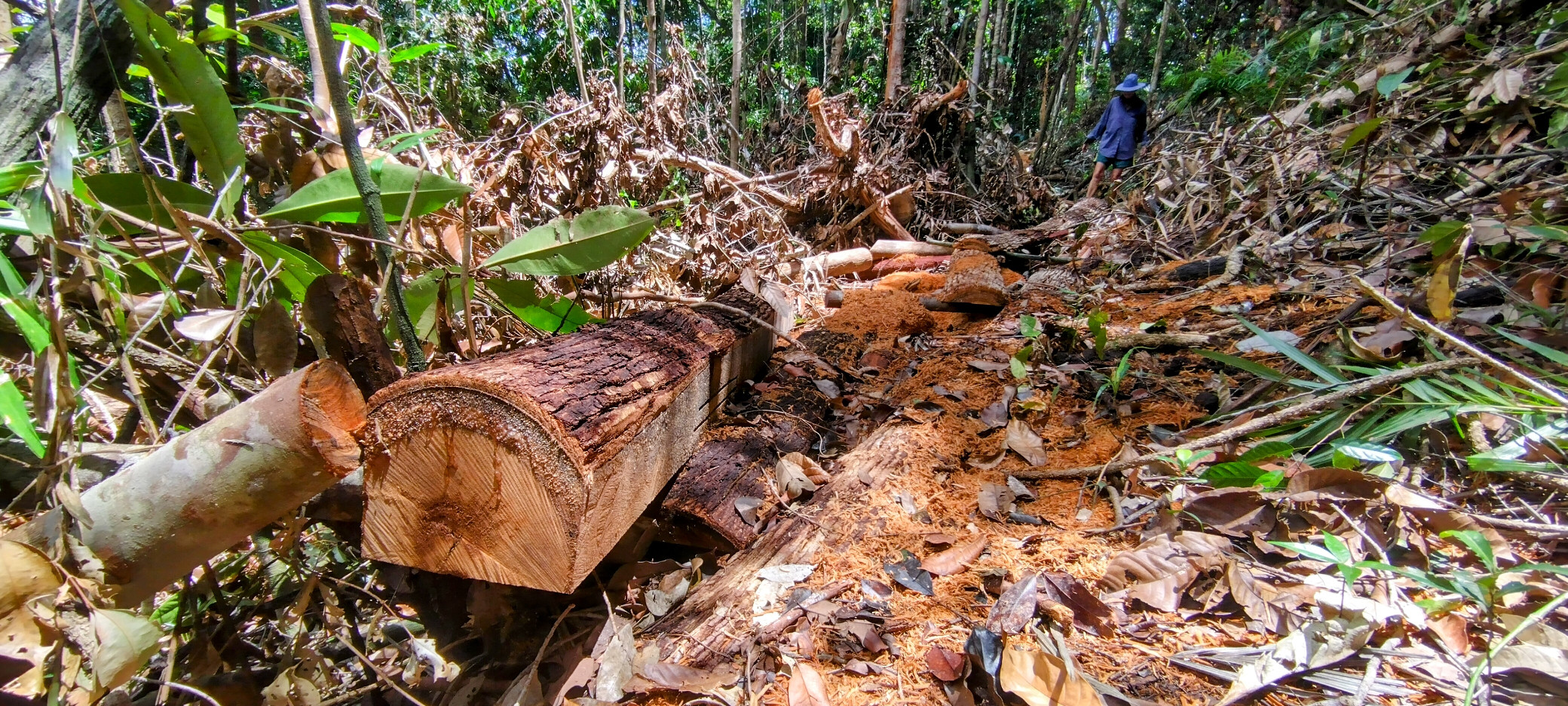 Harfat Logging