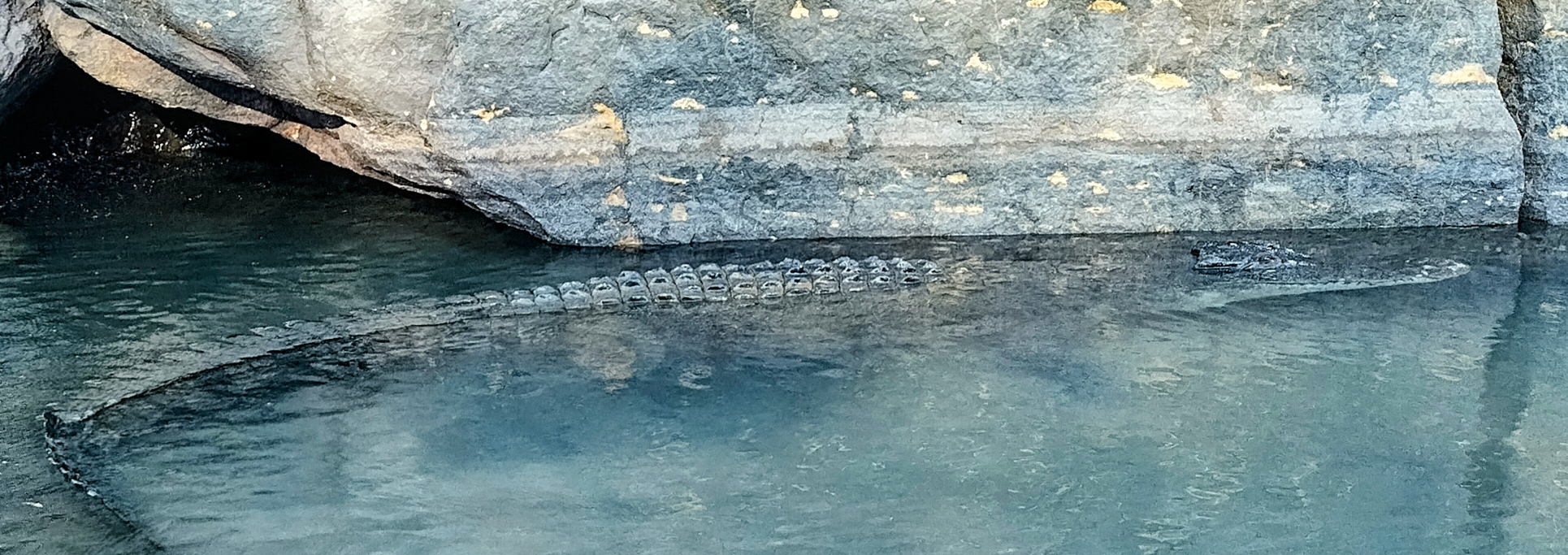 Freshwater Saltwater Croc