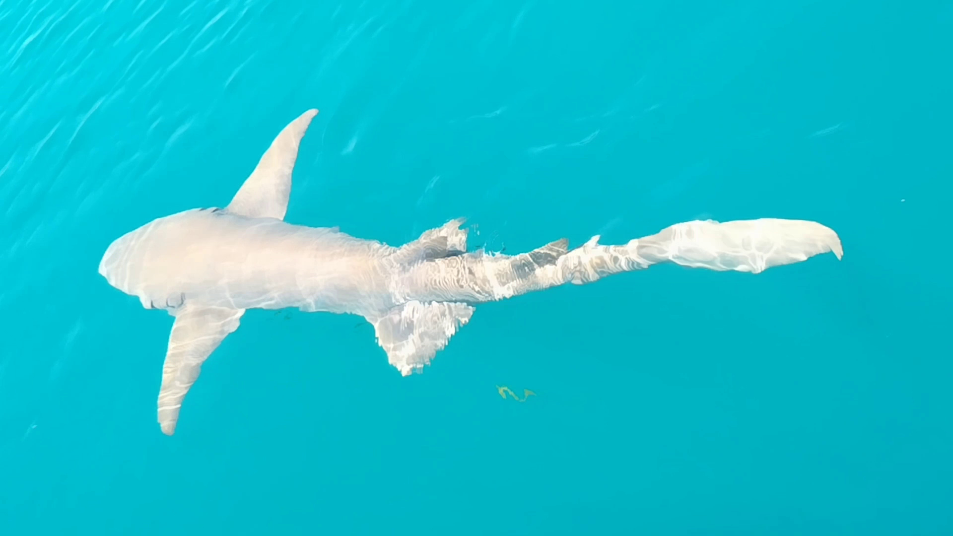 Freshwater Shark