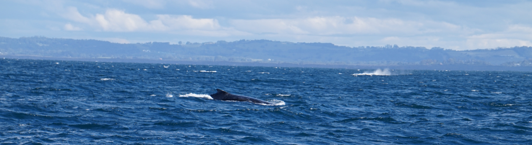2017 Whales