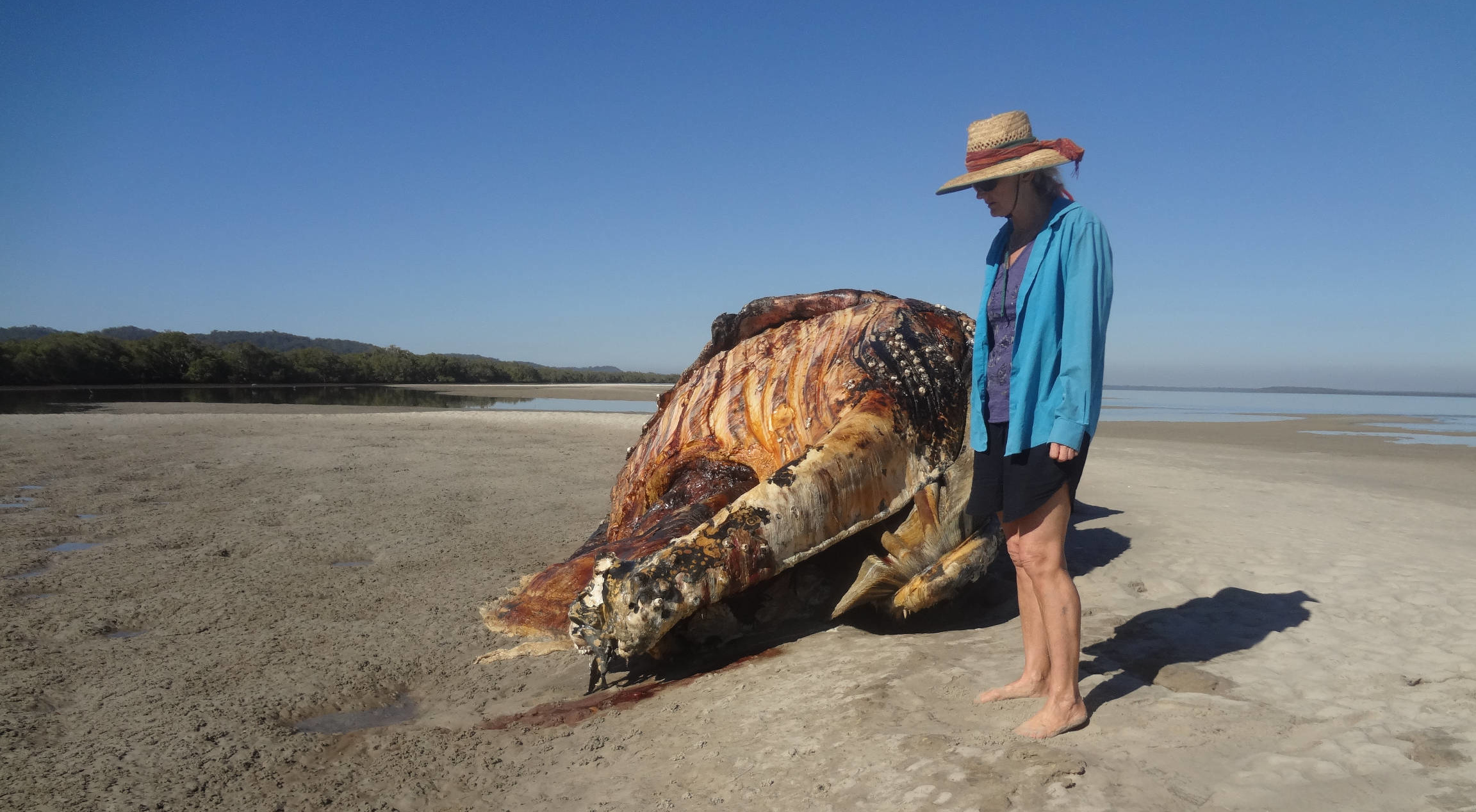Dead Whale on K’gari